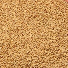 گندم سمنو ( کیسه ۱۰ کیلویی ) درشت و پر تراکم
